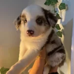 Kızıl Merle Clasic Border Collie Yavrularım