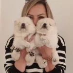 Irk Garantili Muhtesem Cin Aslanı Yavrularımız