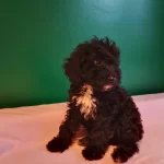 Siyah Tou Poodle Yavrularımız