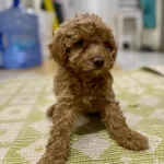 Mini Boy Maltipoo Erkek Yavrumuz