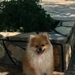 Pomeranian Cookie Disi Son Yavru