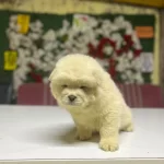 Chow Chow Yavrularımız