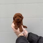 Gercek Toy Poodle Yavrularımiz Irk Garantili
