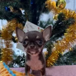 Micro Teacup 300 Gr Chihuahua