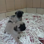 Akkus Uretim Ciftliginden Pug Yavruları