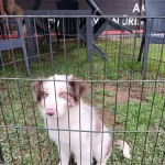 Akkus Uretim Ciftliginden Border Collie Yavruları