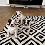 Fawn Pi̇ed Yavrularımız