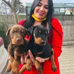 King Doberman Yavrularım