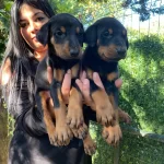 King Doberman Yavrularımiz