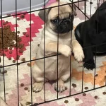 60 Gunluk Sevimli Erkek Pug Yavruları Istanbul