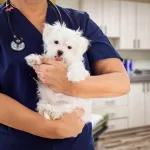 Mini Maltipo Bebeklerimizin Yeni Evine Gitme Vakitleri Geldi