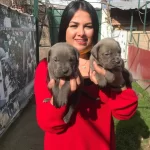 Dev Cane Corso Yavrularımız