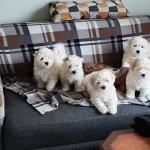 Maltese Terrier Yavrularm