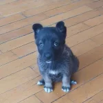 Alman Kurdu Yavru Köpeğim Yeni Yuvasını Bekliyor