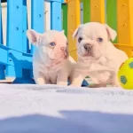 Platinium Rengindeki Mavi Gozlu French Bulldog