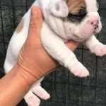 A Kalite Yavru French Bulldog Ulasabilirsiniz