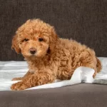 Yakisikli Maltipoo Oglumuz