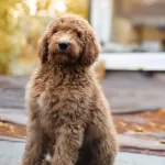 Dev Labradoodle Yavrular sağlıklı ve Mi̇kroçi̇pli̇