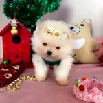 Kore Kan Teddybear Pomerianboo Yavrular