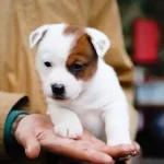 Fci Şecereli Nadir Soy, Safkan Jack Russell Terrier Erkek