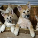 A Kalite Akita Yavruları