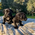 Harika Cane Corso Yavrularımız