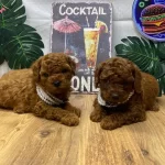 Kore Poodle Yavrularımız