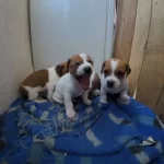 Safkan Kısa Bacak Jack Russel