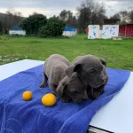 Blue Cane Corsa Yavrularımız