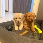 Baby Face Her Renk Golden Yavrular Mevcut