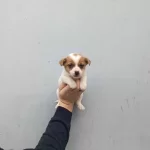 A Kalite Jack Russel Bebekler