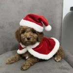 Maltipo Bebekler Geldiiii