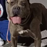Estetikli Koruma Yapan Cane Corso Kizim