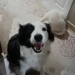 En Zeki Kopek Irkı Max Kızım