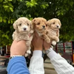 A Kalite Saglıklı Orjinal