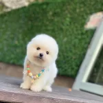 Ayıcık Surat Pomeranian Yavrular