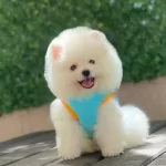 Boo Surat Pomeranian