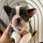 A Kalite Irk Standartlarında Mavi Gözlü Yavrularımız