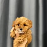 Esi Benzeri Olmayan Guzellikte Maltipoo