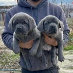 A Kalite Safkan Orjinal Cane Corsa Yavruları