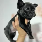 Üst Kali̇te Erkek French Bulldog