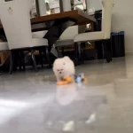 Yok Boyle Guzeli Boo Yavrusu