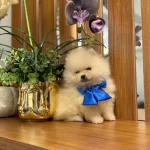 Pamuk Seker Bildiginiz Pomeranian Boo