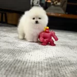 Pom Boo Inanilmaz Guzel Oglumuz Pomeranian Teacup