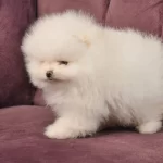 Yok Boyle Minnos Pom Boo Pomeranian