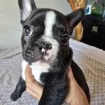 Evde Dogup Büyüyen Tuvalet Eğitimli Safkan Miniklerim