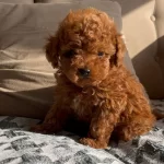 Kore Oyuncak Mini Toy Bebekler