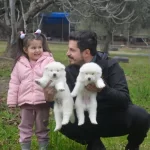 Scr Belgeli Akita Inu Yavrularımız