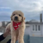 Bebek Surat A Kalite Golden Bebekler