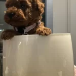 Korekan Toypoodle Bebekler